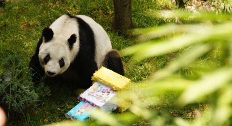 La panda gigante Xin Xin está “en la etapa final de su vida”: Sedema