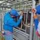 Embarque de ganado nicaragüense a planta de SuKarne preocupa a ganaderos por gusano barrenador