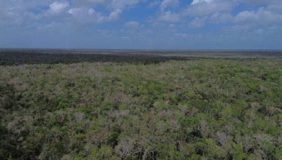 Greenpeace pide publicar prohibición a Cemex para extraer material de la selva de Tulum