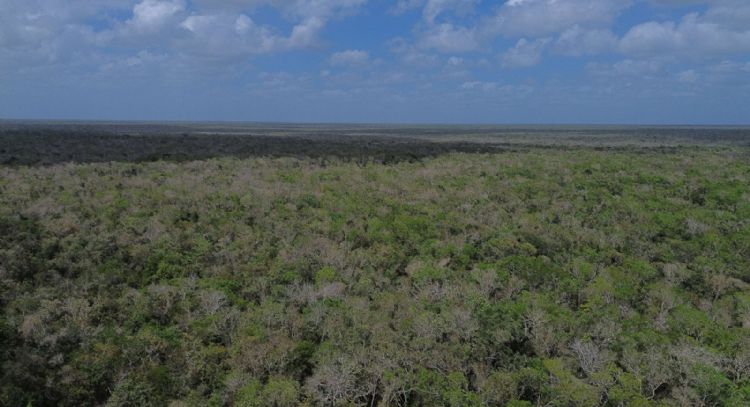 Greenpeace pide publicar prohibición a Cemex para extraer material de la selva de Tulum