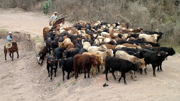 Los retos en la cadena de producción de la carne