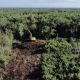 La Sedena busca tirar 259 hectáreas más de selva para hacer rentable el Tren Maya