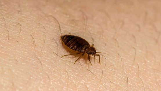 Chinches en casa: Qué enfermedades transmiten y cómo eliminarlas de casa