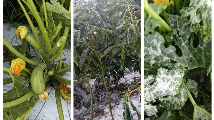 Dejan sin apoyos oficiales a muchos afectados por granizadas en Morelos