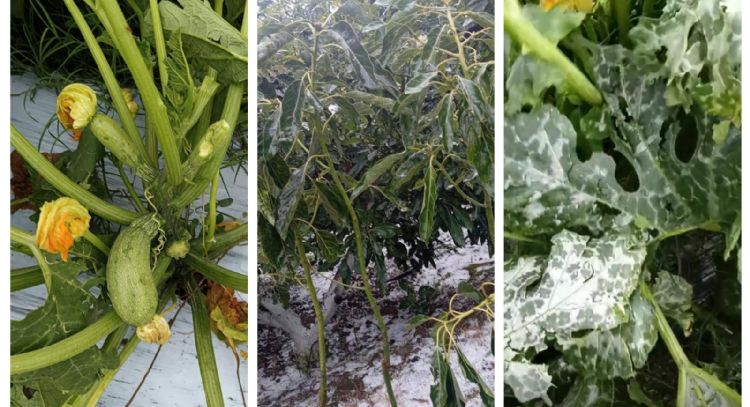 Dejan sin apoyos oficiales a muchos afectados por granizadas en Morelos