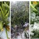 Dejan sin apoyos oficiales a muchos afectados por granizadas en Morelos