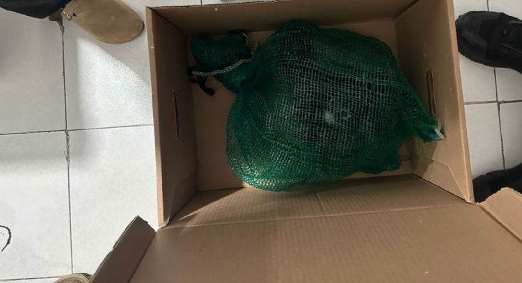 Cae en Chiapas presunto traficante de monos y guacamayas