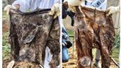 Foto ilustrativa de la nota titulada: Han localizado 197 bolsas de plástico con restos humanos en la fosa Las Agujas, en Zapopan