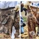 Han localizado 197 bolsas de plástico con restos humanos en la fosa Las Agujas, en Zapopan