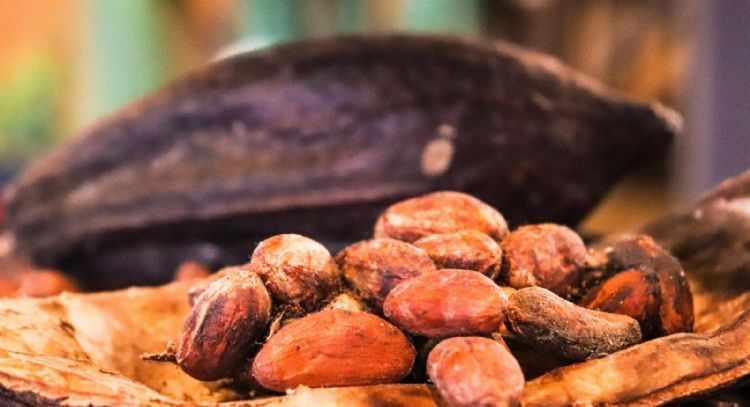 Día Mundial del Cacao: beneficios médicos y riesgos por metales en el chocolate oscuro