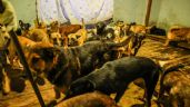 Foto ilustrativa de la nota titulada: Rescatan a 300 perros hacinados en albergue de Ensenada, Baja California