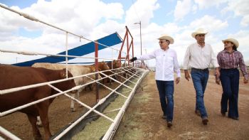 Gobernador Durazo reanuda exportación de ganado a Estados Unidos