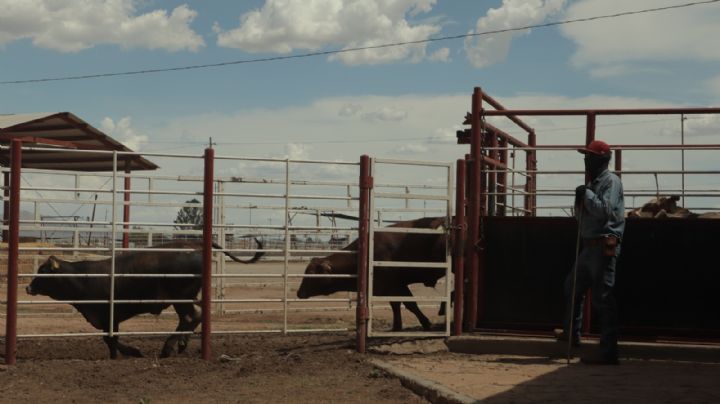 Termina el veto del ganado sonorense en los Estados Unidos