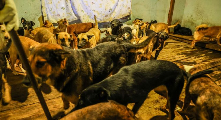 Rescatan a 300 perros hacinados en albergue de Ensenada, Baja California
