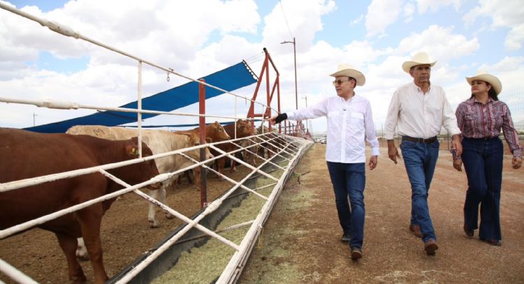 Gobernador Durazo reanuda exportación de ganado a Estados Unidos