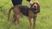 Foto ilustrativa de la nota titulada: Perro policía muere tras comer comida con clavos