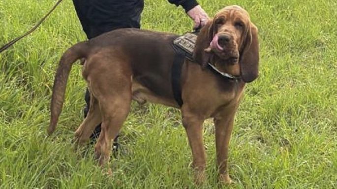 Perro policía muere tras comer comida con clavos