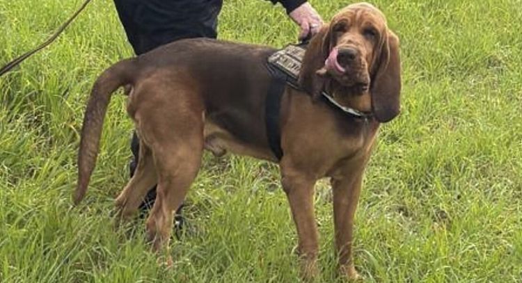 Perro policía muere tras comer comida con clavos