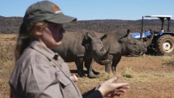 Científicos sudafricanos fabrican cuernos de rinoceronte radiactivos para combatir la caza furtiva