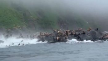 Leones marinos aterrorizados se lanzaron al mar durante terremoto en Rusia (Video)