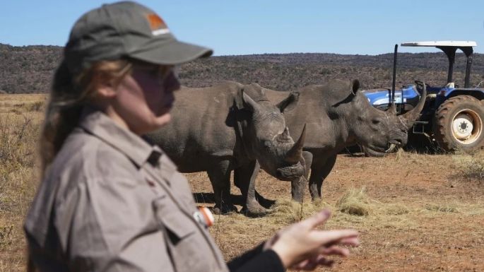 Científicos sudafricanos fabrican cuernos de rinoceronte radiactivos para combatir la caza furtiva