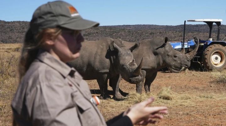 Científicos sudafricanos fabrican cuernos de rinoceronte radiactivos para combatir la caza furtiva
