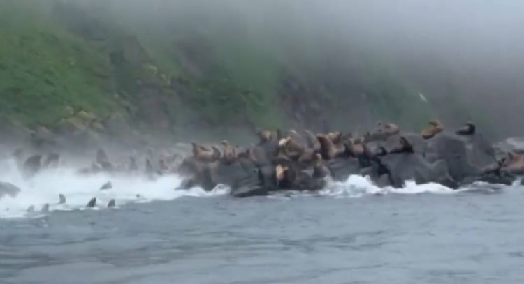 Leones marinos aterrorizados se lanzaron al mar durante terremoto en Rusia (Video)