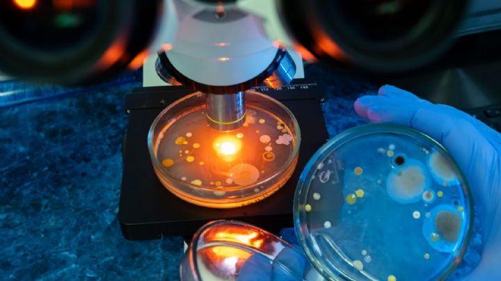 La bacteria "come carne" se encuentra en estos lugares: lo que debes saber para protegerte