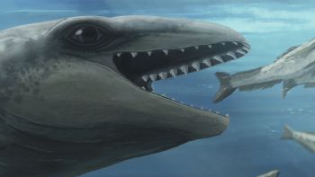 Científicos descubren una ballena antigua con cara de Pokémon y mordida de depredador