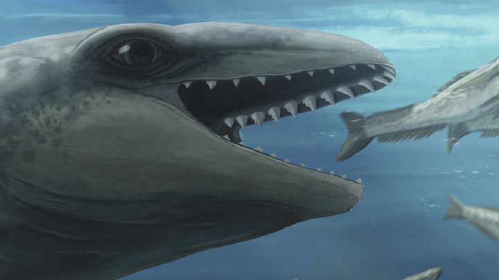 Científicos descubren una ballena antigua con cara de Pokémon y mordida de depredador
