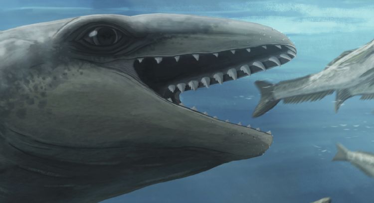 Científicos descubren una ballena antigua con cara de Pokémon y mordida de depredador