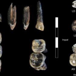 Nueva especie de ancestro humano revelada en Etiopía