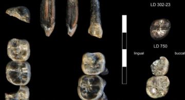 Nueva especie de ancestro humano revelada en Etiopía