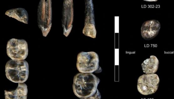 Nueva especie de ancestro humano revelada en Etiopía