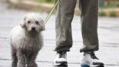 Foto ilustrativa de la nota titulada: Aprueban en CDMX custodia compartida de animales de compañía en casos de divorcio