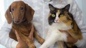 Foto ilustrativa de la nota titulada: Pensión y visitas para mascotas: La nueva realidad de los divorcios en CDMX