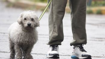 Aprueban en CDMX custodia compartida de animales de compañía en casos de divorcio