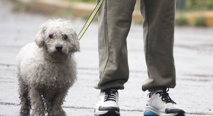 Aprueban en CDMX custodia compartida de animales de compañía en casos de divorcio