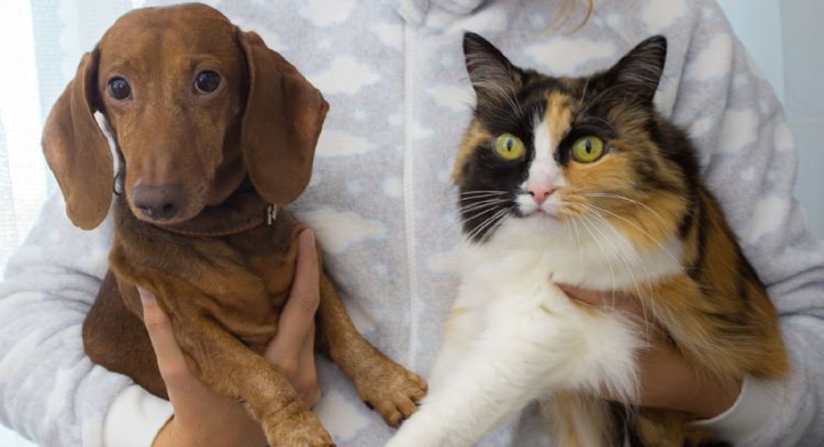 Pensión y visitas para mascotas: La nueva realidad de los divorcios en CDMX