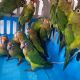 Profepa rescata 40 aves en peligro de extinción en Jalisco; hay dos detenidos