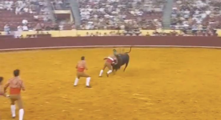 Tragedia en los toros: joven forcado muere tras ser embestido (Video)