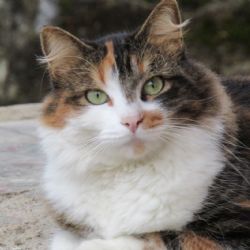Día Mundial del Gato: Guía completa sobre el SIDA felino (VIF)