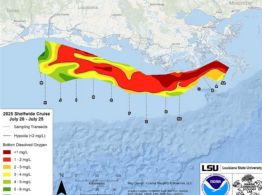 La "zona muerta" del Golfo de México cae un 21% menos de lo previsto