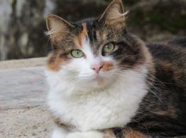 Día Mundial del Gato: Guía completa sobre el SIDA felino (VIF)