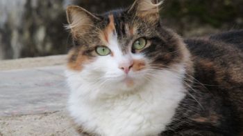 Día Mundial del Gato: Guía completa sobre el SIDA felino (VIF)