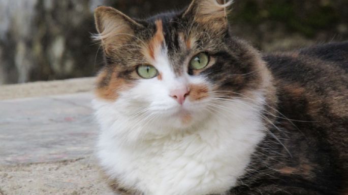 Día Mundial del Gato: Guía completa sobre el SIDA felino (VIF)