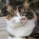 Día Mundial del Gato: Guía completa sobre el SIDA felino (VIF)