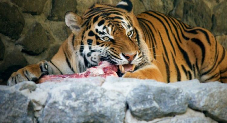Zoológico pide donar mascotas pequeñas como alimento para depredadores