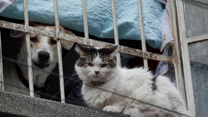 Avanza dictamen que reconoce a animales como seres sintientes en CDMX