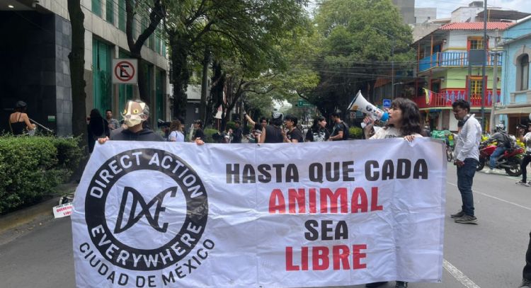 Activistas denuncian que titular de la PAOT no da seguimiento a denuncias por maltrato animal